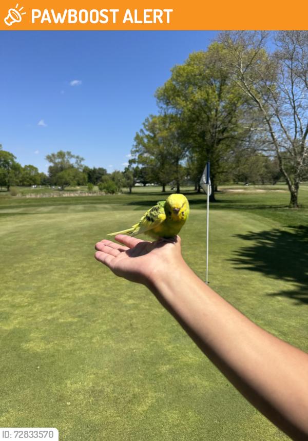Found/Stray Unknown Bird last seen Hole 3 @ Cranbury Golf Club, West Windsor Township, NJ 08550