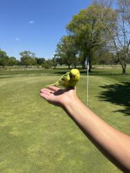 Found/Stray Unknown Bird last seen Hole 3 @ Cranbury Golf Club, West Windsor Township, NJ 08550