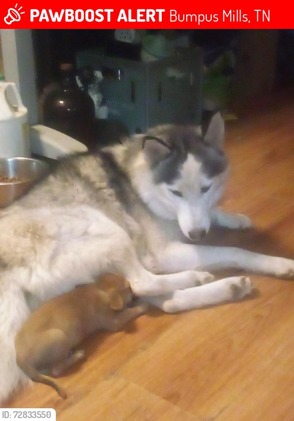 Lost Male Dog last seen Hyw 129 + Morgan Lp , Bumpus Mills, TN 37028