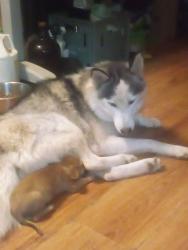 Lost Male Dog last seen Hyw 129 + Morgan Lp , Bumpus Mills, TN 37028