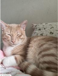 Lost Male Cat last seen Midcrest Dr and Pittsford Dr, Lake Forest, CA 92630