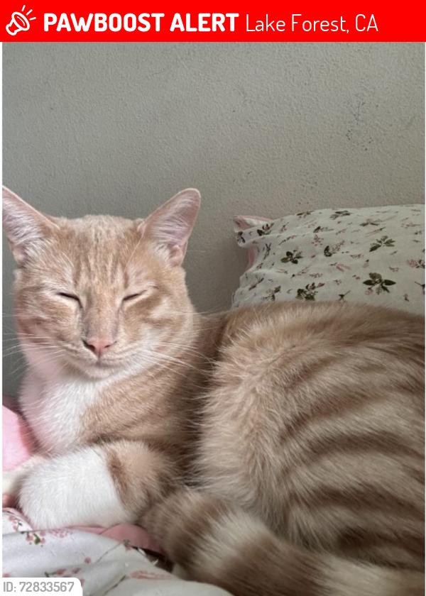 Lost Male Cat last seen Midcrest Dr and Pittsford Dr, Lake Forest, CA 92630