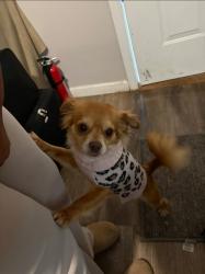 Lost Female Dog last seen The plaza with Welcome Foods and Valerco gass station. Wellborn and Redan Rd, DeKalb County, GA 30088