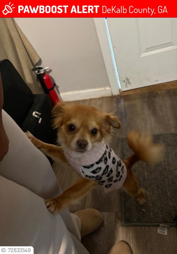 Lost Female Dog last seen The plaza with Welcome Foods and Valerco gass station. Wellborn and Redan Rd, DeKalb County, GA 30088