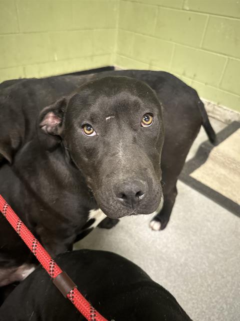 Shelter Stray Male Dog last seen Near , Indianapolis, IN 46221