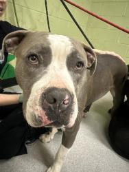 Shelter Stray Male Dog last seen Near , Indianapolis, IN 46221