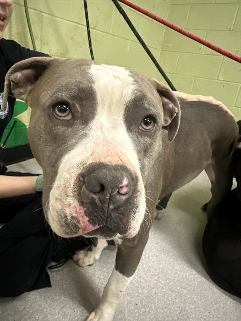 Shelter Stray Male Dog last seen Near , Indianapolis, IN 46221