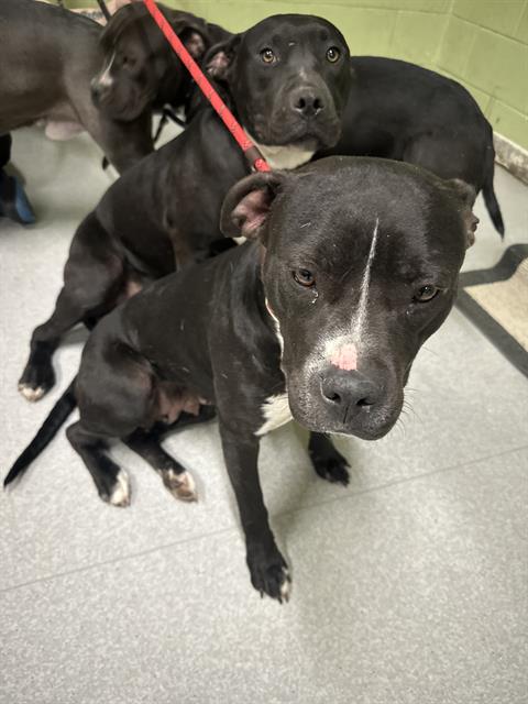 Shelter Stray Female Dog last seen Near , Indianapolis, IN 46221