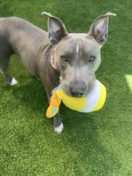 Shelter Stray Female Dog last seen , Los Angeles, CA 90047