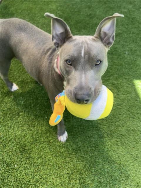 Shelter Stray Female Dog last seen , Los Angeles, CA 90047
