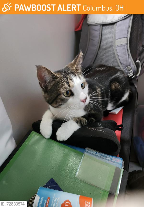 Found/Stray Male Cat last seen Sullivant and Greendale, Columbus, OH 43119