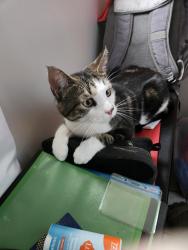 Found/Stray Male Cat last seen Sullivant and Greendale , Columbus, OH 43119