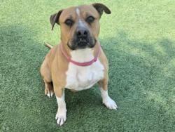 Shelter Stray Male Dog last seen , Los Angeles, CA 91405