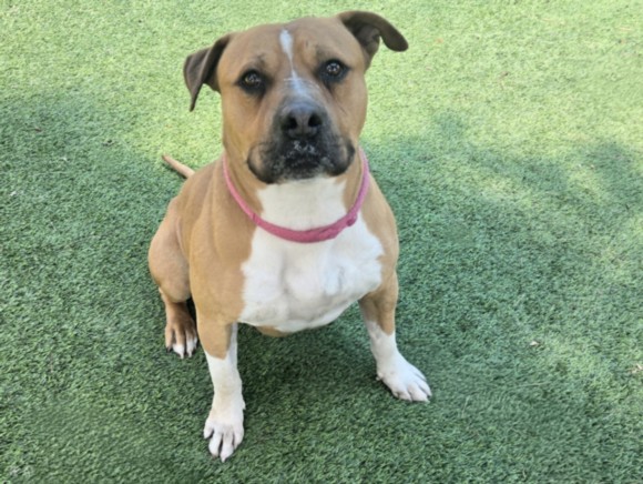 Shelter Stray Male Dog last seen , Los Angeles, CA 91405