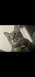 Lost Female Cat last seen SLOPER Ave , Hobartville, NSW 2753