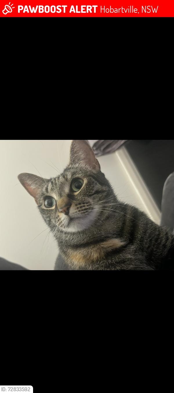 Lost Female Cat last seen SLOPER Ave , Hobartville, NSW 2753
