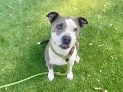Shelter Stray Female Dog last seen , 3201 Lacy St, Los Angeles, CA 90031, USA