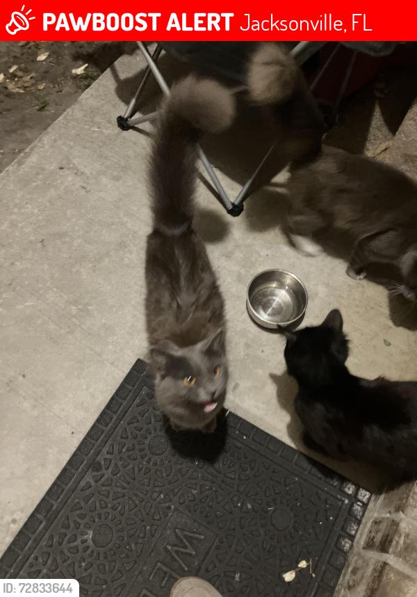Lost Female Cat last seen Huntington Forest and Walnut Bend, Jacksonville, FL 32257