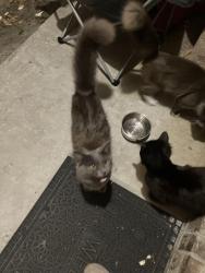 Lost Female Cat last seen Huntington Forest and Walnut Bend, Jacksonville, FL 32257