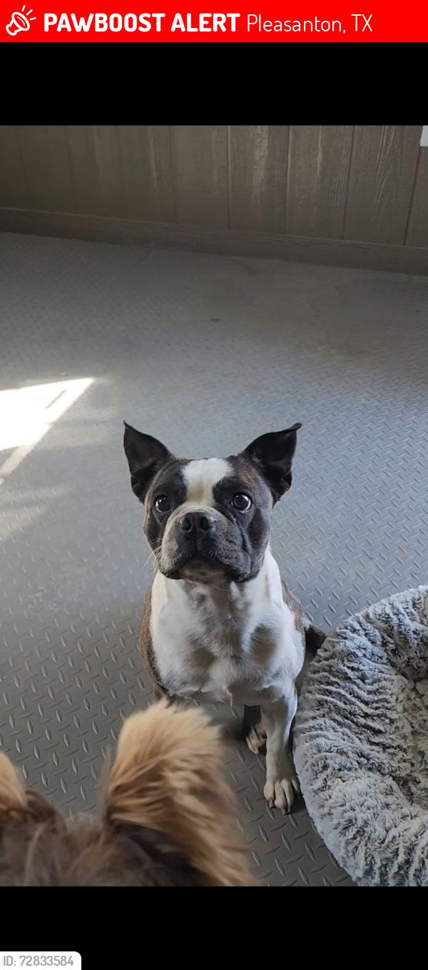 Lost Male Dog last seen hse by HEB in Pleasanton, Pleasanton, TX 78064