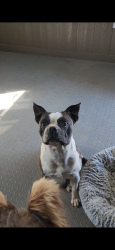 Lost Male Dog last seen hse by HEB in Pleasanton, Pleasanton, TX 78064