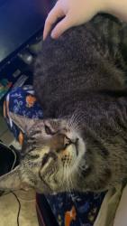 Reunited Male Cat last seen Camper home, Ocean Isle Beach, NC 28469