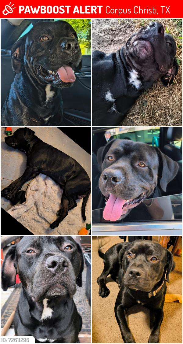 Lost Male Dog last seen Luzius rd & Grandview Dr, Corpus Christi, TX 78418