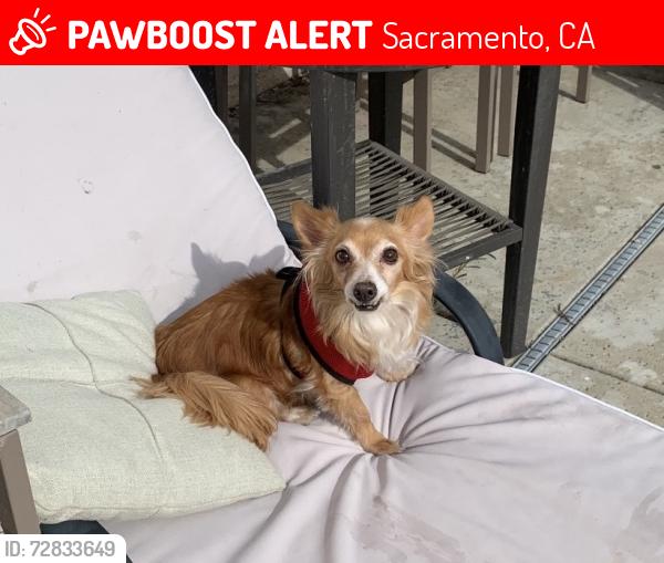 Lost Male Dog last seen Rollingbrook cir, Jefferson park, Jefferson elementary school, Sacramento, CA 95833
