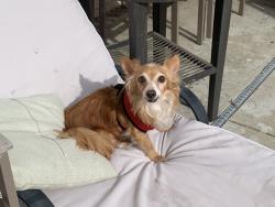 Lost Male Dog last seen Rollingbrook cir, Jefferson park, Jefferson elementary school, Sacramento, CA 95833