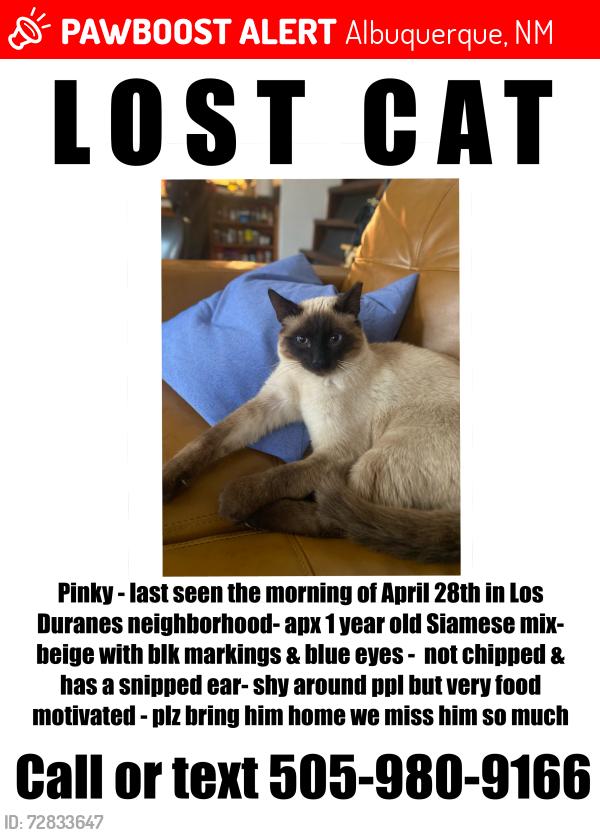 Lost Male Cat last seen Rio Grande Blvd NW and Indian School Rd NW, Albuquerque, NM 87104