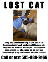 Lost Male Cat last seen Rio Grande Blvd NW and Indian School Rd NW, Albuquerque, NM 87104
