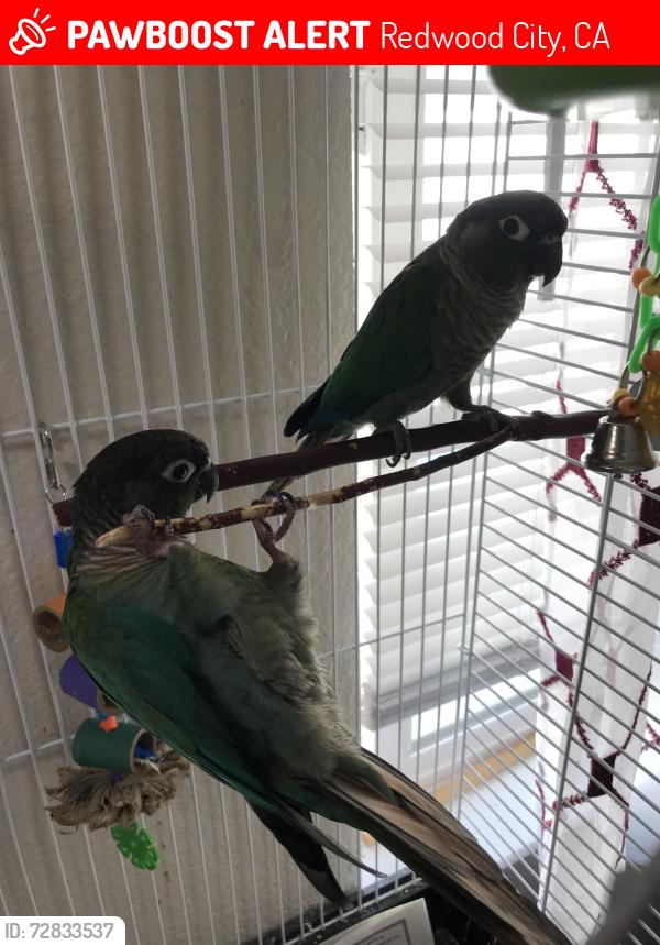 Lost Female Bird last seen Near east bayshore rd, Redwood City, CA 94063