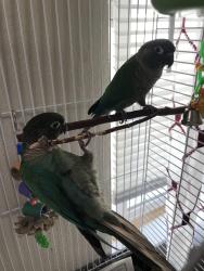 Lost Female Bird last seen Near east bayshore rd, Redwood City, CA 94063