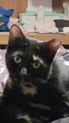 Lost Male Cat last seen George Washington cemetery  , Hyattsville, MD 20783
