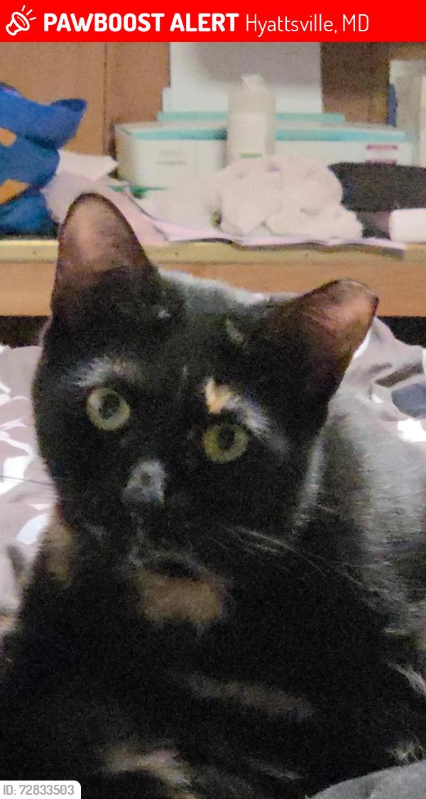 Lost Male Cat last seen George Washington cemetery  , Hyattsville, MD 20783