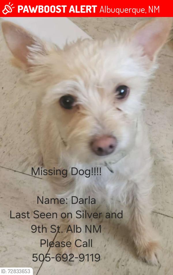 Lost Female Dog last seen Silver and 9th Street Albuquerque NM, Albuquerque, NM 87102