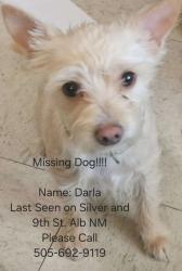 Lost Female Dog last seen Silver and 9th Street Albuquerque NM, Albuquerque, NM 87102