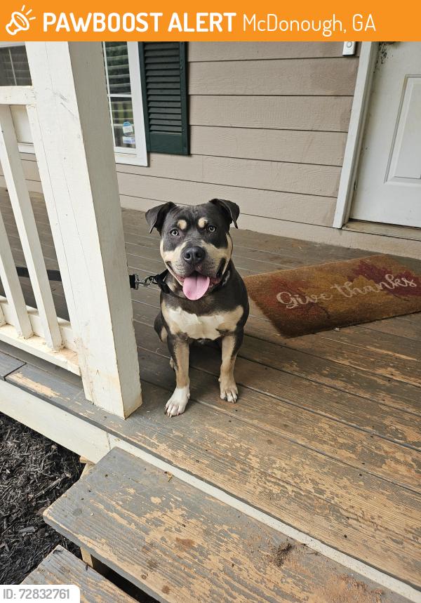 Found/Stray Male Dog last seen Hwy 81/SteepleChase , McDonough, GA 30253