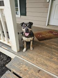 Found/Stray Male Dog last seen Hwy 81/SteepleChase , McDonough, GA 30253