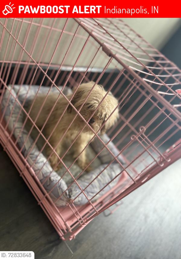 Lost Female Dog last seen West Michigan, Indianapolis, IN 46222