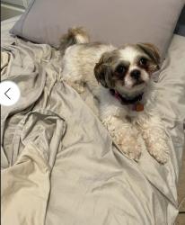 Lost Female Dog last seen Heritage Pkwy, Plano, TX 75074