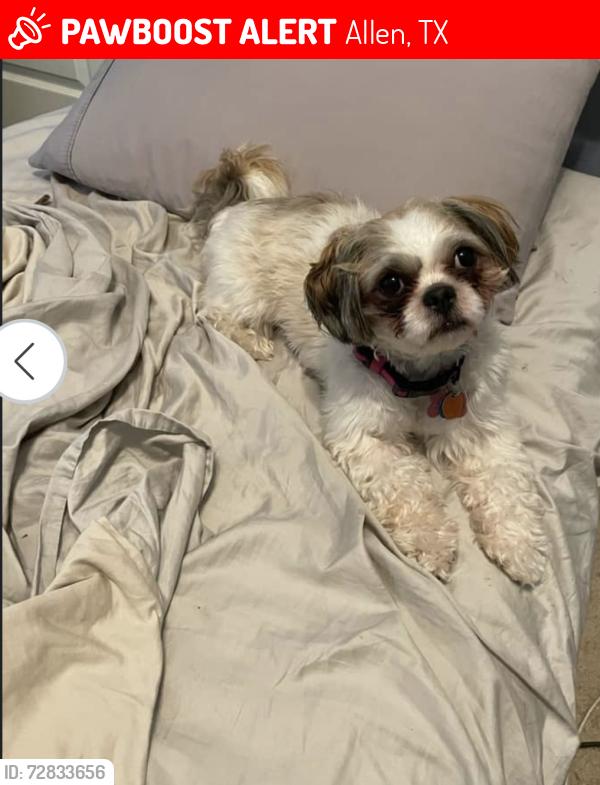 Lost Female Dog last seen Heritage Pkwy, Plano, TX 75074