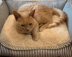 Lost Female Cat last seen ests At Cole Springs, Oconee County, GA 30622