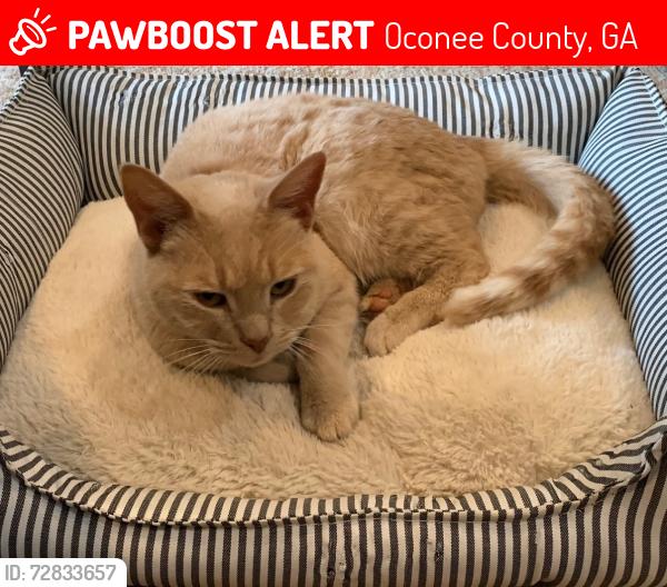 Lost Female Cat last seen ests At Cole Springs, Oconee County, GA 30622