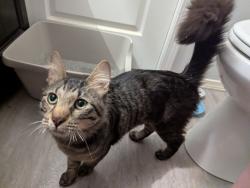 Found/Stray Male Cat last seen Top of the Morning cafe parking lot right across from Franco's pizza, Utica, NY 13502