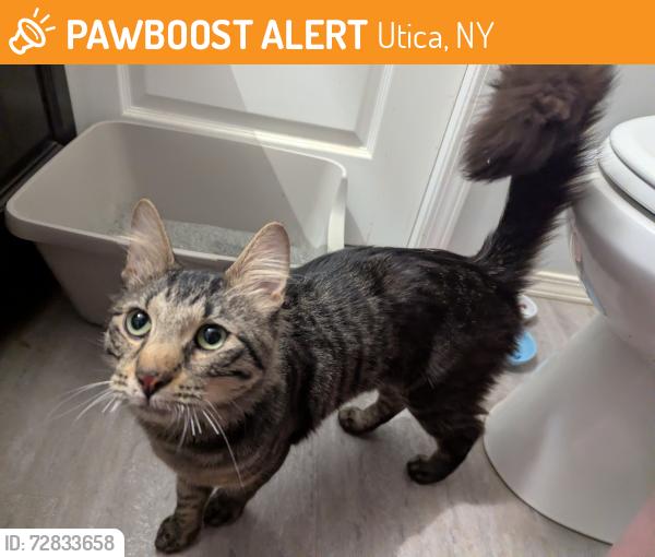 Found/Stray Male Cat last seen Top of the Morning cafe parking lot right across from Franco's pizza, Utica, NY 13502