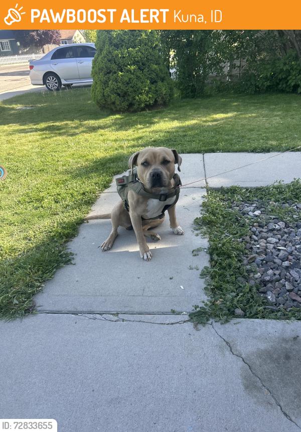 Found/Stray Female Dog last seen Heritage Farm sub division  Caterpillar Ave and Farmall , Kuna, ID 83634
