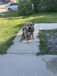 Found/Stray Female Dog last seen Heritage Farm sub division  Caterpillar Ave and Farmall , Kuna, ID 83634