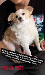 Lost Male Dog last seen Holt And Bonview, Ontario, CA 91764