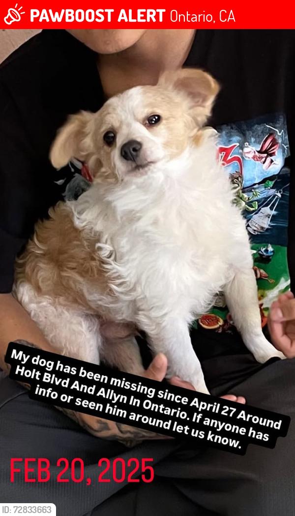 Lost Male Dog last seen Holt And Bonview, Ontario, CA 91764